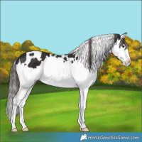 Horse Color:White Spotted Liver Chestnut Splash 