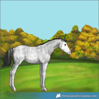 Horse Color:Brown Roan Sabino Splash Rabicano 