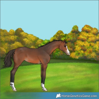 Horse Color:Bay Appaloosa 