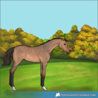 Horse Color:Bay Dun 