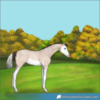 Horse Color:Amber Champagne Roan Splash 