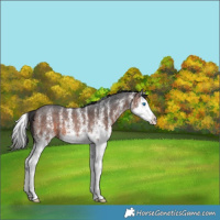 Horse Color:White Spotted Brown Splash 