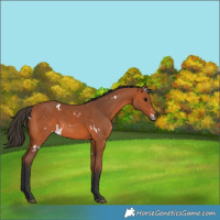 Horse Color:White Spotted Bay 