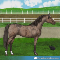 Horse Color:Liver Red Dun Appaloosa Brindle 