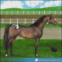 Horse Color:Bay Dun Appaloosa Brindle