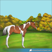 Horse Color:Bay Tobiano 