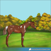 Horse Color:White Spotted Chestnut 