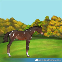 Horse Color:White Spotted Liver Chestnut Tobiano Rabicano 