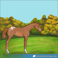 Horse Color:Chestnut Appaloosa
