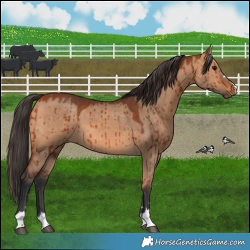Horse Color:Bay Dun Brindle 