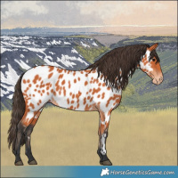Horse Color:Bay Near Leopard 