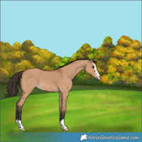 Horse Color:Bay Dun 