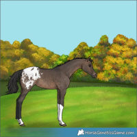 Horse Color:Brown Dun Tobiano Appaloosa 