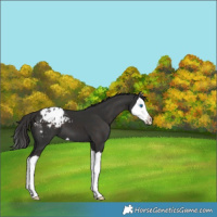 Horse Color:Liver Chestnut Splash Appaloosa 