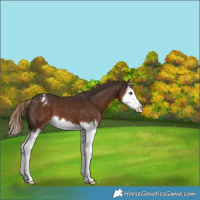 Horse Color:Liver Chestnut Splash Appaloosa 