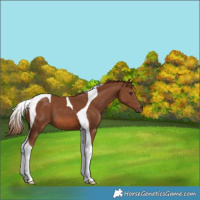 Horse Color:Chestnut Tobiano 