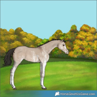 Horse Color:White Spotted Liver Red Dun 