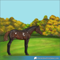Horse Color:White Spotted Liver Chestnut 