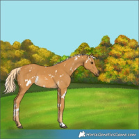 Horse Color:White Spotted Palomino Rabicano 
