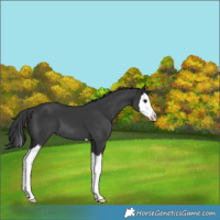 Horse Color:Black Splash 