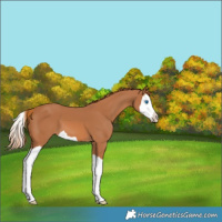 Horse Color:Chestnut Splash 