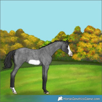 Horse Color:Blue Roan Frame 