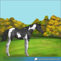 Horse Color:Black Tobiano