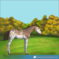 Horse Color:White Spotted Bay Dun Tobiano Blanket Rabicano 