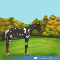 Horse Color:White Spotted Liver Chestnut 