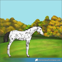 Horse Color:White Spotted Liver Chestnut Splash Appaloosa 