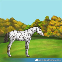 Horse Color:Liver Chestnut Appaloosa 