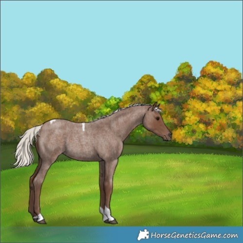 Horse Color:Silver Blue Roan Tobiano 