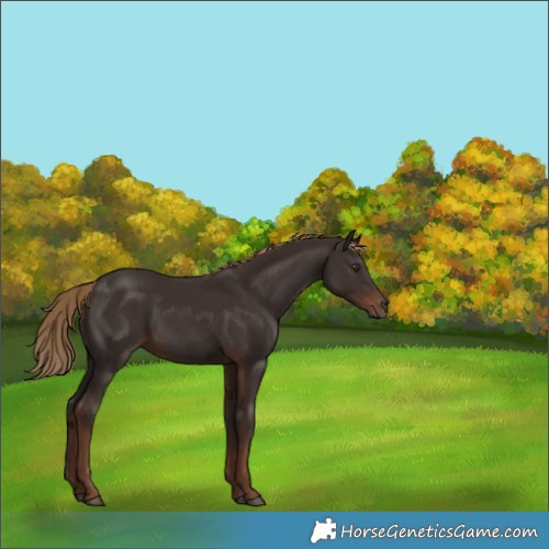 Horse Color:Liver Chestnut Rabicano 