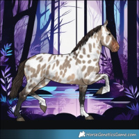 Horse Color:Brown Dun Sabino Near Leopard Rabicano 