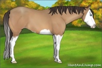 Horse Color:Amber Champagne Splash 