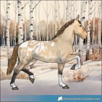 Horse Color:Buckskin Dun Tobiano Blanket