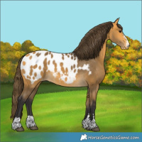 Horse Color:Buckskin Appaloosa 