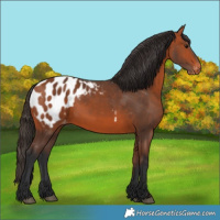 Horse Color:Bay Appaloosa 
