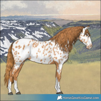 Horse Color:Chestnut Frame Appaloosa 