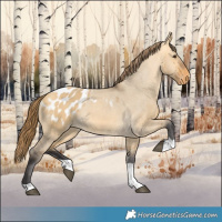 Horse Color:Buckskin Dun Tobiano Blanket