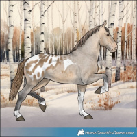 Horse Color:Buckskin Dun Tobiano Blanket 