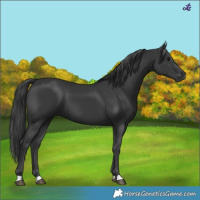 Horse Color:Black 