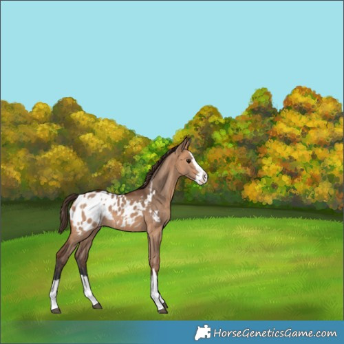 Horse Color:Bay Dun Appaloosa  and Bay Dun Splash Appaloosa 