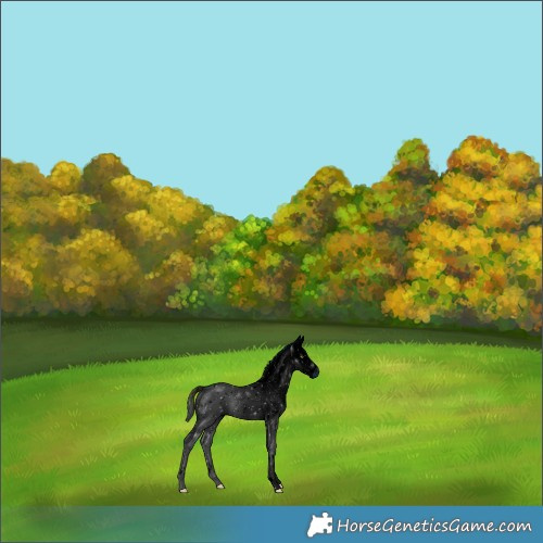 Horse Color:ERROR: UNKNOWN ANOMALY