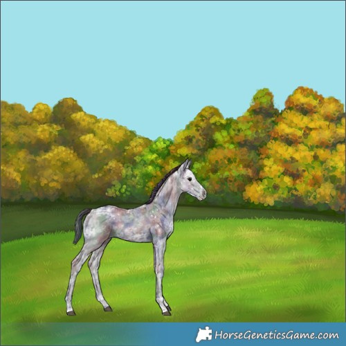 Horse Color:Nacre Black Ice 