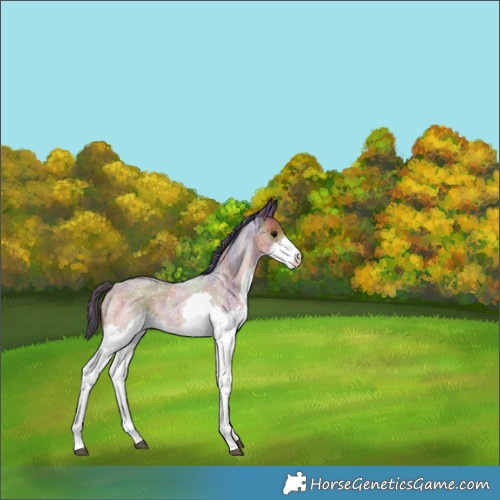 Horse Color:Nacre Brown Roan Splash 