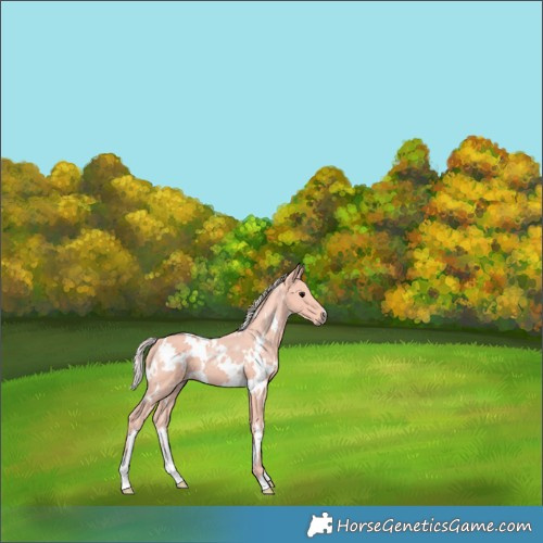 Horse Color:Watercolor White Spotted Silver Black 