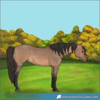 Horse Color:Bay Dun 