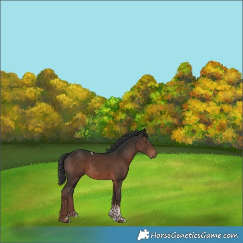 Horse Color:Liver Chestnut Tobiano 