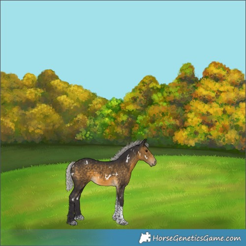 Horse Color:White Spotted Silver Buckskin Tobiano 